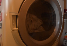 1845 Alburn Place , El Dorado Hills, California, 95762 Listing: Laundry Room Dryer Photo by Homeowner