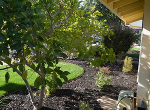 987 Main Street , Roseville, CA, 95874 Listing: Front Yard Photo by Real Estate Agent