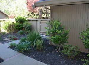 11479 Coloma Road , Gold River, California, 95670 Listing: Back Yard Photo by Real Estate Agent