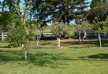 1653 Gold Rush Way , Penryn, California, 95663 Listing: Front Yard Fruit Trees Photo by Real Estate Agent