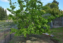 6122 Grant Avenue , Laporte, VA, 20122 Listing: Back Yard Cherry Tree 1 Photo by Real Estate Agent