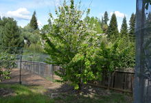 6122 Grant Avenue , Laporte, VA, 20122 Listing: Back Yard Cherry Tree 2 Photo by Real Estate Agent