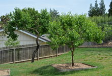 6122 Grant Avenue , Laporte, VA, 20122 Listing: Back Yard Peach Tree Photo by Real Estate Agent