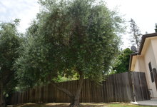 6122 Grant Avenue , Laporte, VA, 20122 Listing: Front Yard Trees Photo by Real Estate Agent