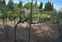 6122 Grant Avenue , Laporte, VA, 20122 Listing: Garden Muscat Grapes Photo by Real Estate Agent