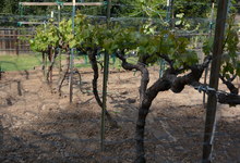 6122 Grant Avenue , Laporte, VA, 20122 Listing: Garden Muscat Grapes Photo by Real Estate Agent