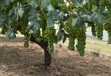 6122 Grant Avenue , Laporte, VA, 20122 Listing: Garden Zinfandel Grapes Photo by Real Estate Agent