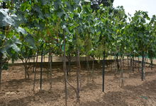 6122 Grant Avenue , Laporte, VA, 20122 Listing: Vineyard Muscat Grapes Photo by Real Estate Agent