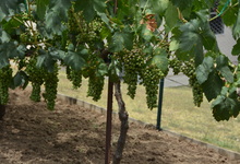 6122 Grant Avenue , Laporte, VA, 20122 Listing: Vineyard Zinfandel Grapes Photo by Real Estate Agent